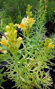 Linaria vulgaris_2