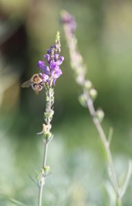 Linaria purpurea Hummel_3383