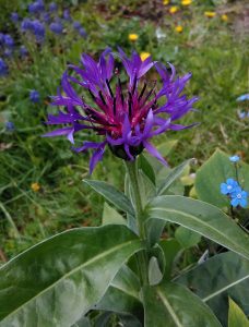 Centaurea montana Bluete_144943