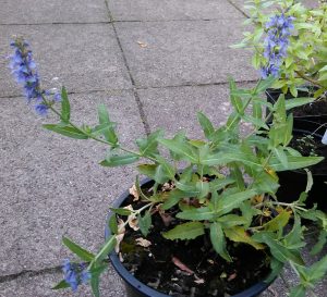 Salvia nemorosa Blauhuegel_20170626