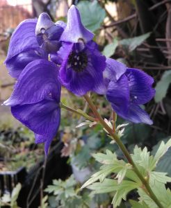 Aconitum carmichaelii Bluete_20171002